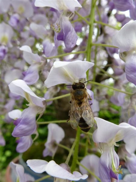 Biene an Blauregen