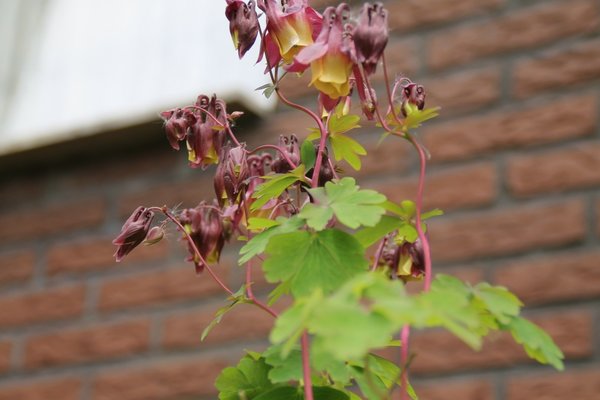 IMG_7384.JPG