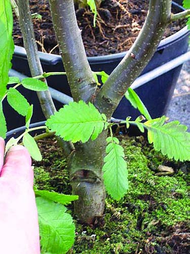 bonsai-f_r-anf_nger01.jpg