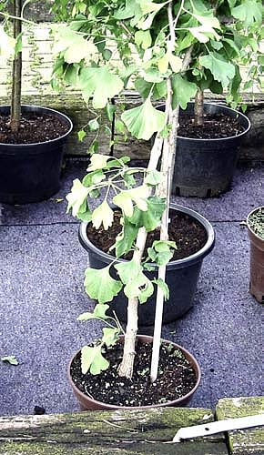 bonsai-f_r-anf_nger02.jpg