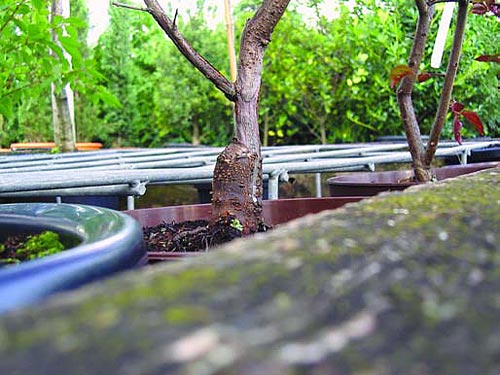 bonsai-f_r-anf_nger03.jpg