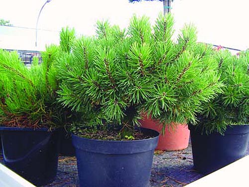 bonsai-f_r-anf_nger06.jpg