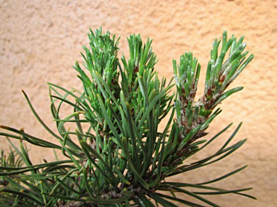 kerzen-pinus-mugo-pumilio-01.jpg