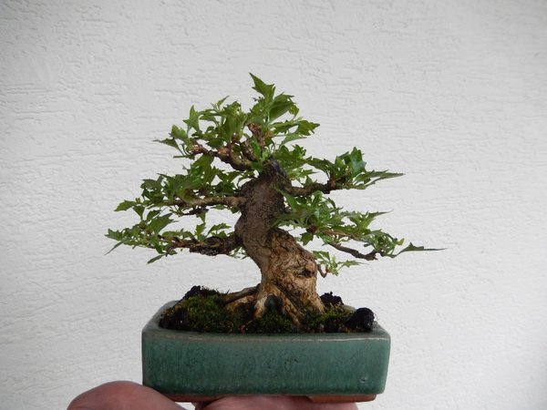 Premna Mai 2016