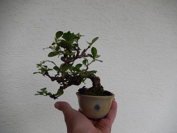 Celastrus