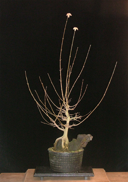 DSCF6521k.jpg