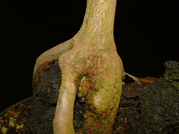DSCF6529k.jpg