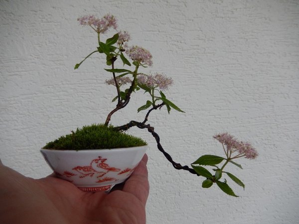 Japanische Zwerg Hortensie