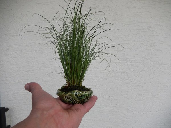 Carex