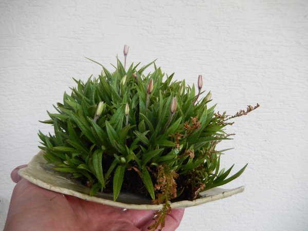 Grasstern