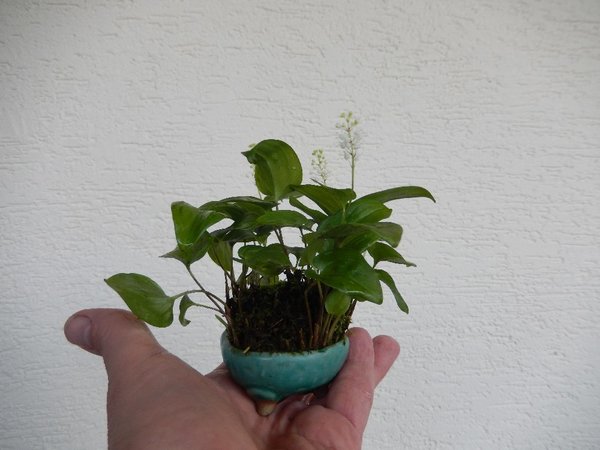 Zweiblättriges Schattenblümchen