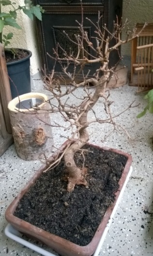 Bonsai_Szechuan.jpg
