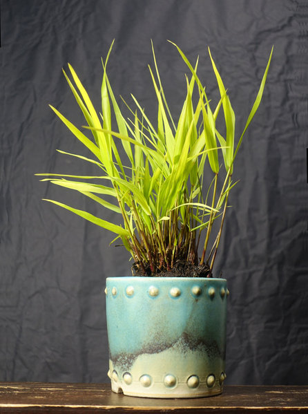 Japan-Waldgras in gelb - Hakonechloa-macra 'All Gold'<br />Schale Horst Heinzlreiter