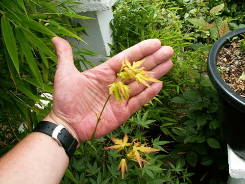 palmatum-6_neutrieb_139.jpg
