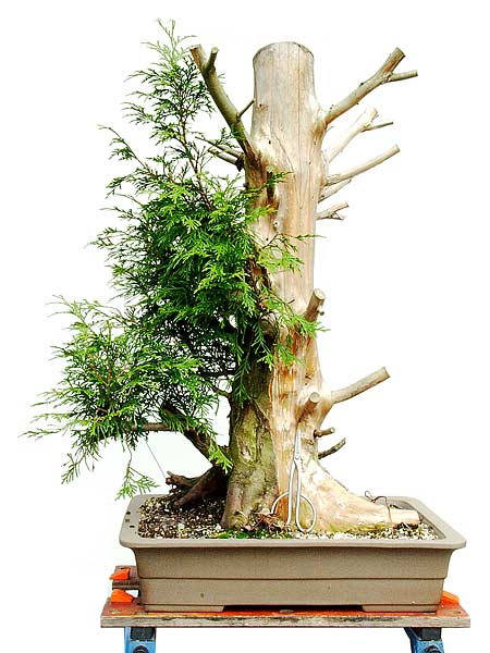 06thuja_117.jpg