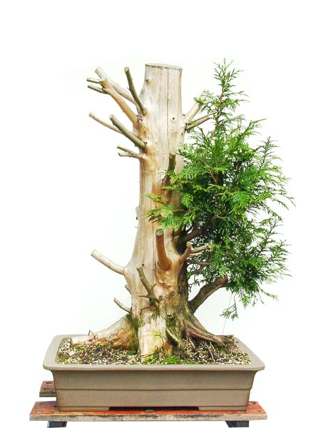 07thuja_964.jpg