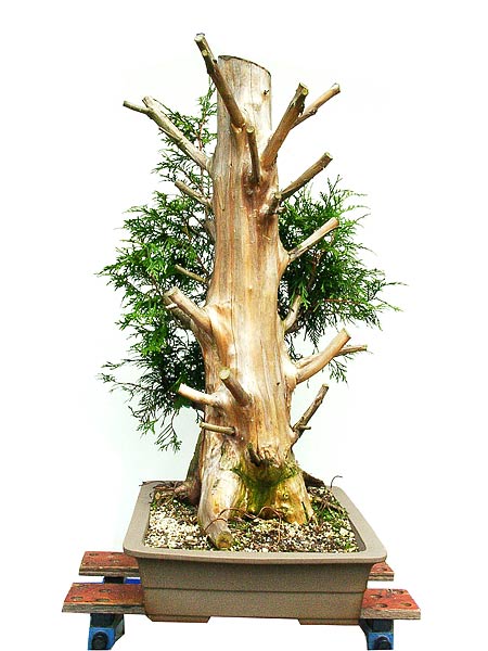 08thuja_134.jpg