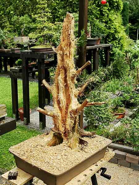 11thuja_149.jpg