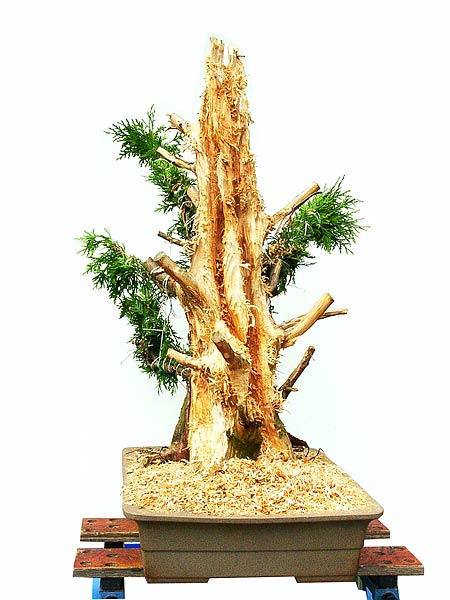 13thuja_119.jpg