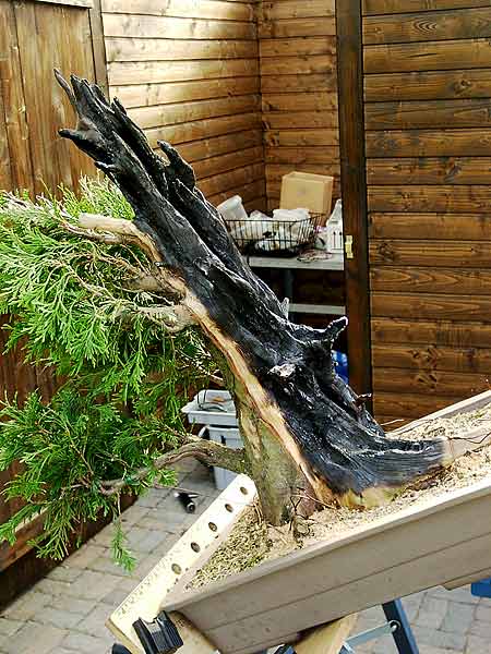 15thuja_203.jpg