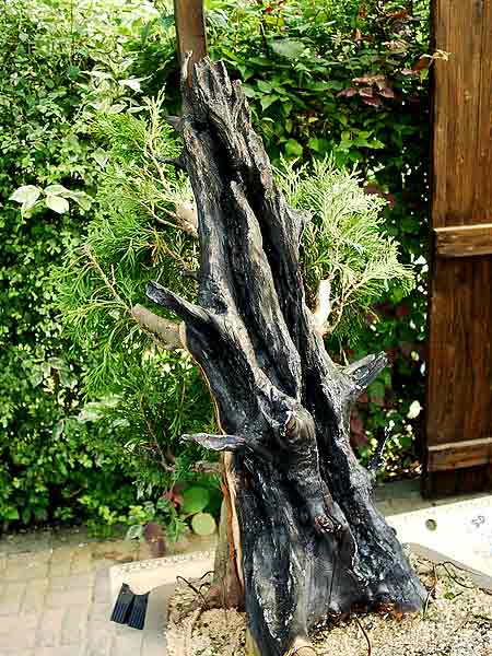 16thuja_157.jpg