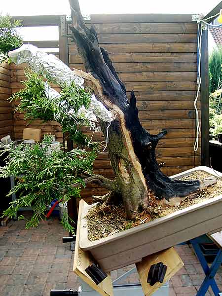 17thuja_518.jpg