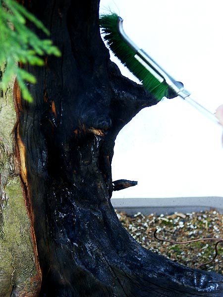 22thuja_866.jpg
