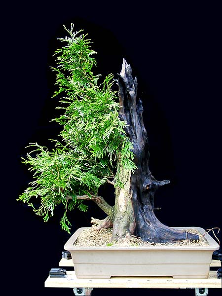 23thuja_989.jpg
