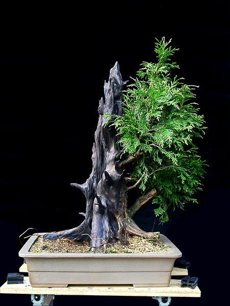 24thuja_610.jpg