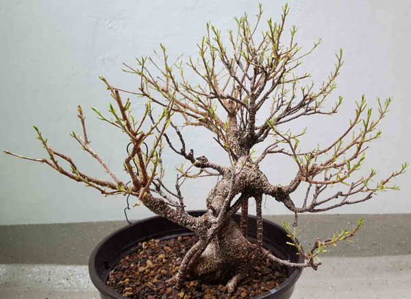 ficus.jpg