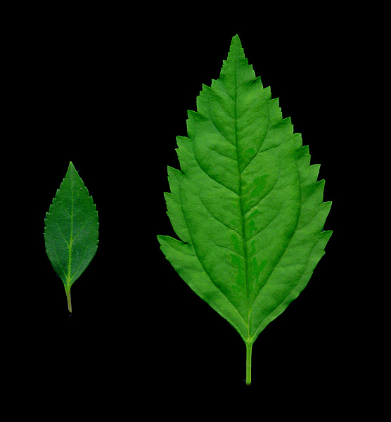 forsythie-blattschnitt.jpg