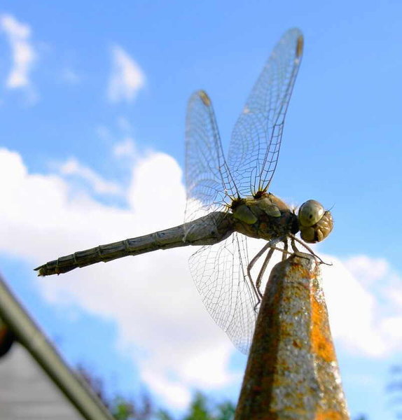 Libelle im Garten.jpg