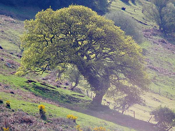 snowdonia0028600.jpg