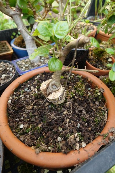 vorzugsweise frisch umgetopfte Pflanzen wurden durchwühlt ... <br />(dies ist ein harmloseres Beispiel, die wirklich schlimmen Pötte habe ich gar nicht fotografiert)