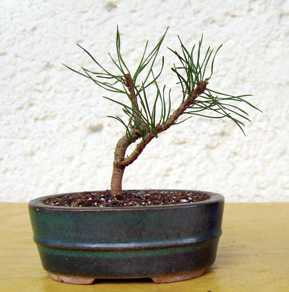 April 2011 - das Ausgahngspflänzchen in eine Schale gesetzt