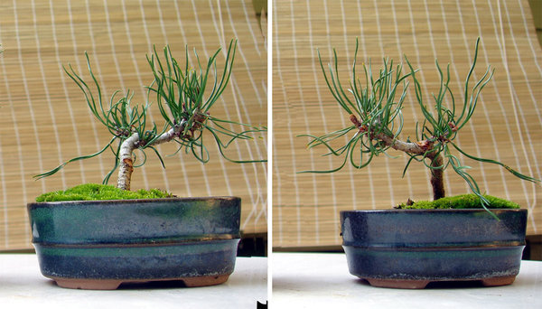 Herbst 2012 - neue Knospen am "Stamm"