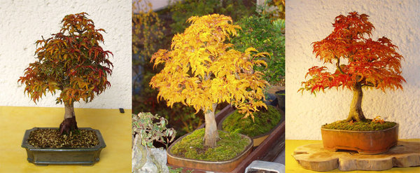 der Shishi kann ganz unterschiedliche Herbstfarben - 2011 - 2013 - 2014