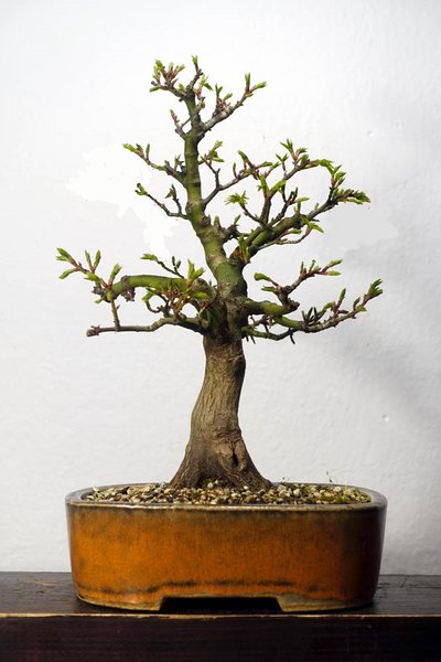 AcerPalmShishigashira01_2016-03small[1].jpg