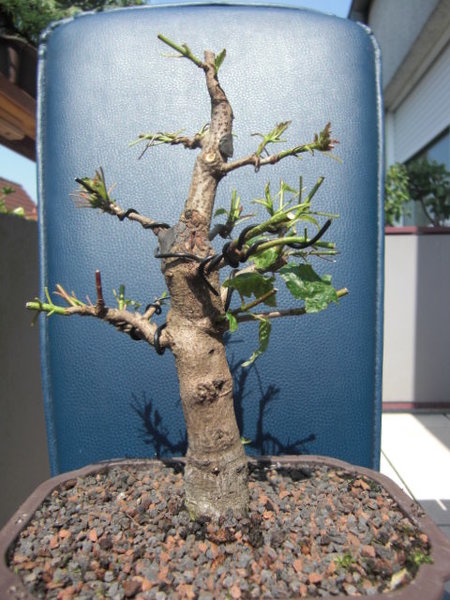 CIMG0752.JPG