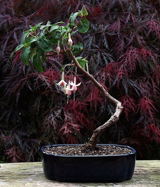 Fuchsia 'Other Fellow' 001 BFF.JPG
