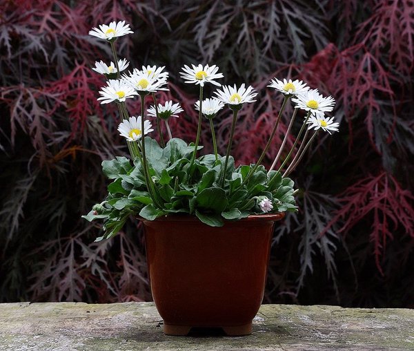 Gänseblümchen 028 BFF.JPG
