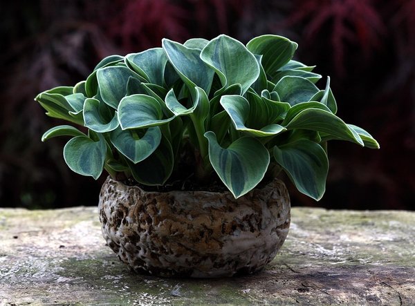 Hosta 'Frosted Mouse Ears' 086 BFF.JPG