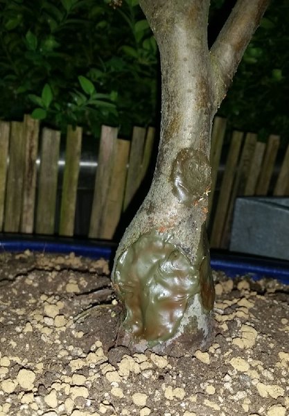 Verfärbung Apfelbaum