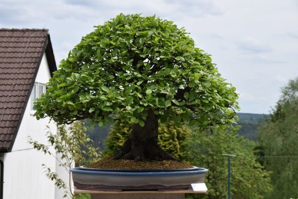 Erle in neuer Schale Mai 2016