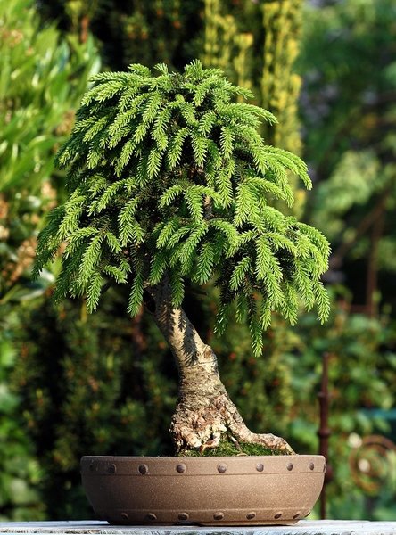 Picea orientalis 'Nutans' 099 BFF.JPG