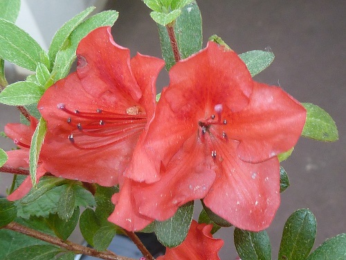 Blüte 1
