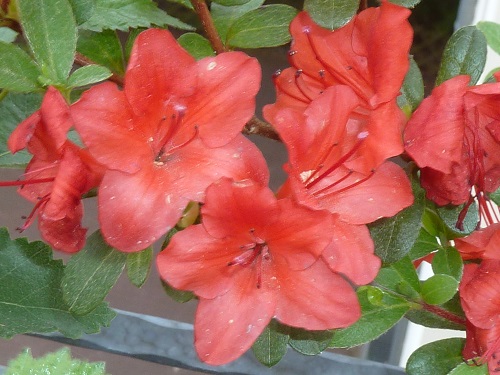 Blüte 2