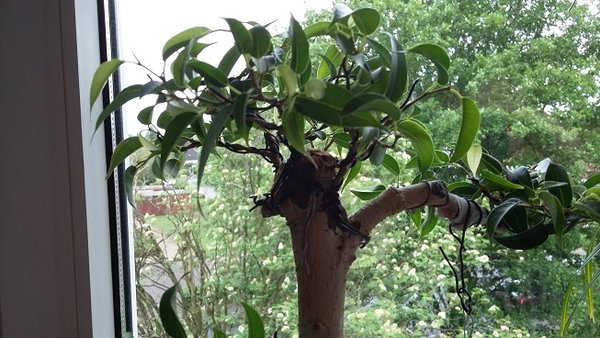 20160524_125148.jpg
