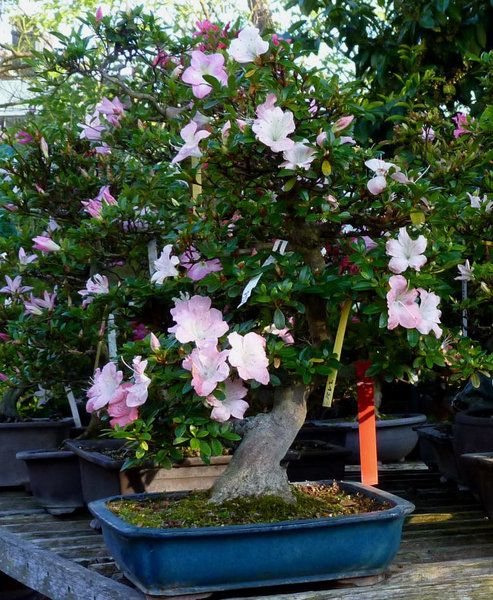 Azalee bei BECK-BONSAI - 1.jpg