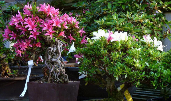 Azalee bei BECK-BONSAI - 3.jpg